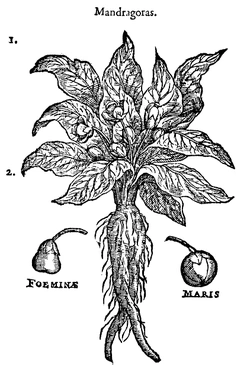 mandragola