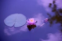 Flower of Loto